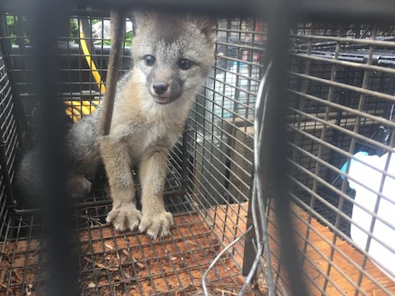 Baby gray fox caught in a cage caught by ABL Wildlife Removal in Portland, OR