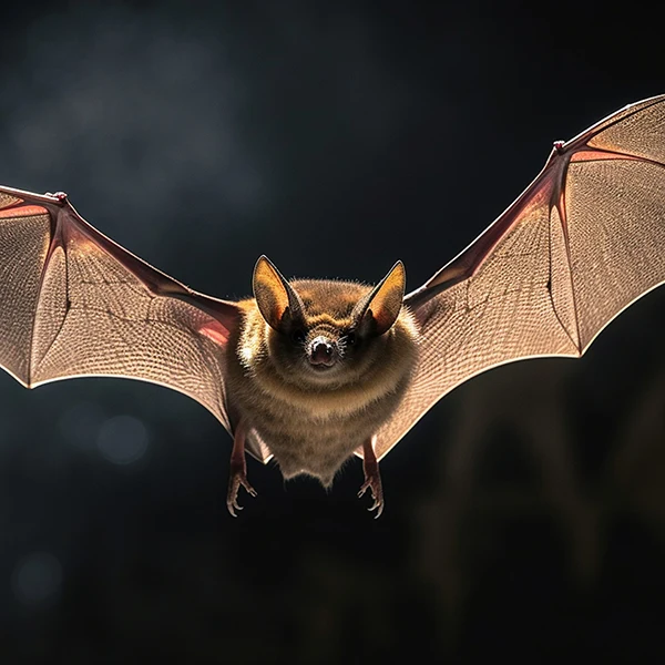 Bat flying in air with wings spread - bat control by ABL Wildlife in Portland, OR
