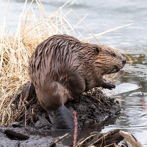 Beaver sitting on a rock neck to a river - Protect your land from beaver damage with ABL Wildlife Removal in Portland, OR