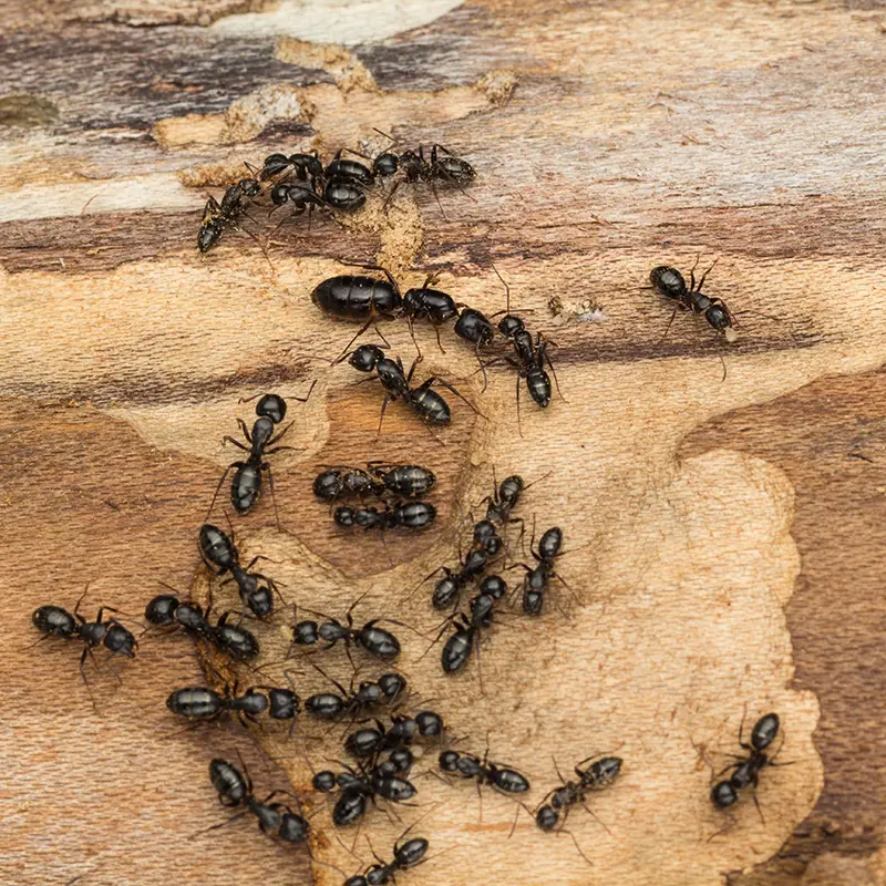 Black ants crawling on wood - ant control by ABL Wildlife in Portland, OR