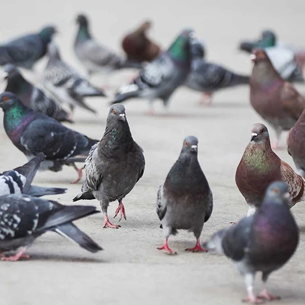 Pigeons on a sidewalk - Bird removal by ABL Wildlife in Portland, OR