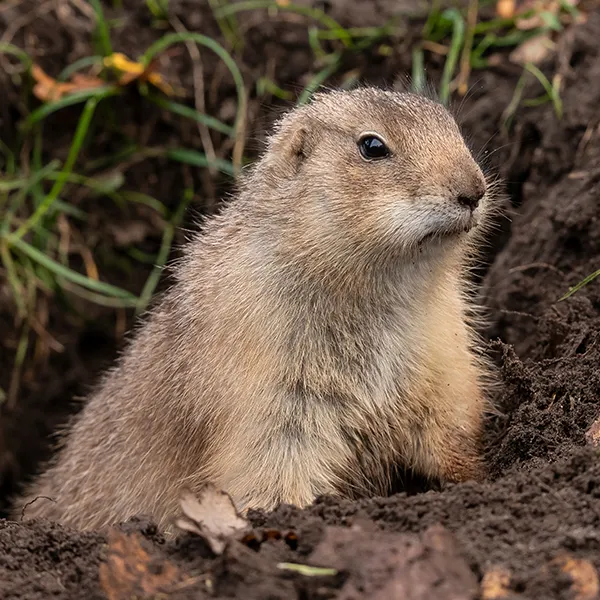 Gopher digs a hole in a yard - gopher and mole removal by ABL Wildlife in Portland, OR