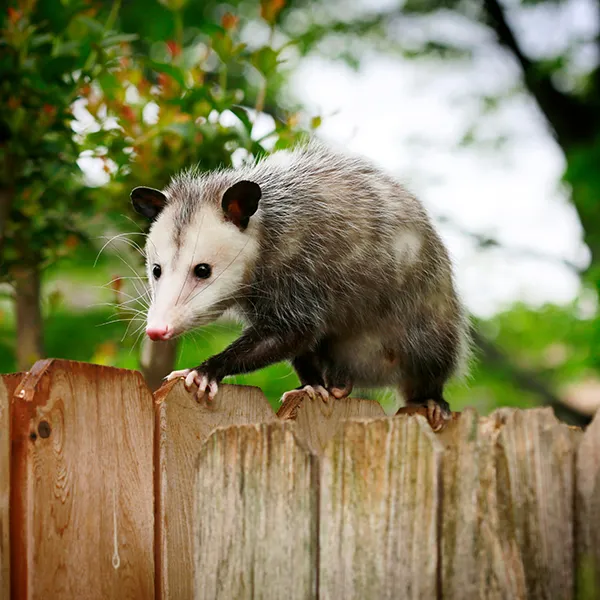 Opossum walking along the top of a fence - keep your home safe by getting rid of opossums with ABL Wildlife Removal in Portland, OR