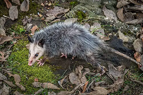 Opossum Wildlife Carcass Removal by ABL Wildlife in Portland OR
