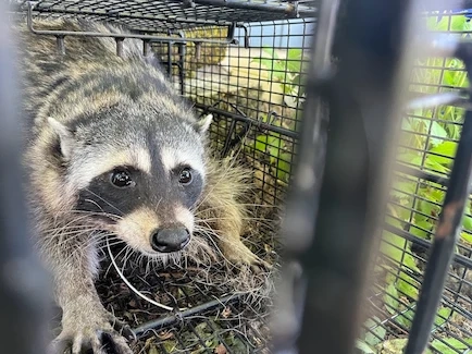 Raccoon caught in a cage by ABL Wildlife Removal in Portland, OR