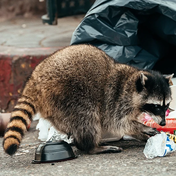 Raccoon digging through garbage on the street - Get rid of raccoons with ABL Wildlife Removal in Portland, OR