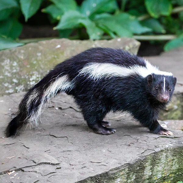 Skunk standing on alert - skunk removal by ABL Wildlife in Portland, OR