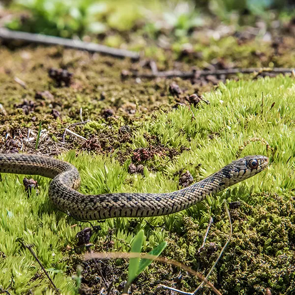 A snake slithering in grass - Eliminate snakes from your yard with ABL Wildlife in Portland, OR