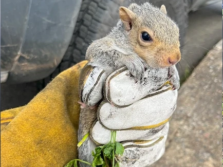 Squirrel caught in a gloved hand by ABL Wildlife Removal in Portland, OR