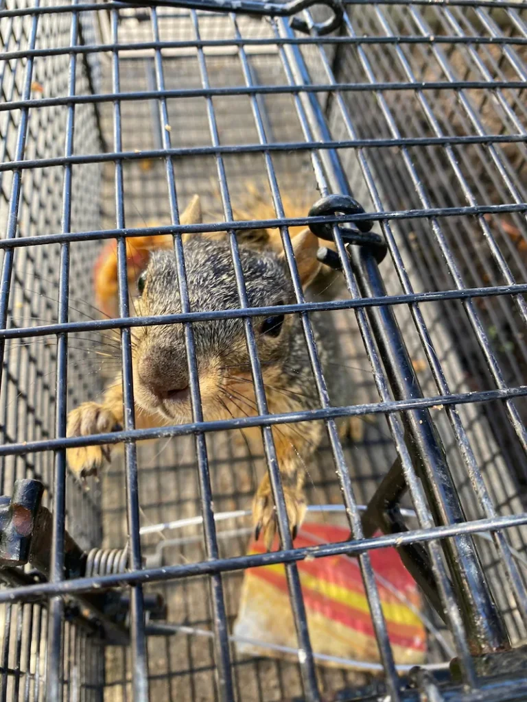 A squirrel caught in a trap by ABL Wildlife in Portland, OR