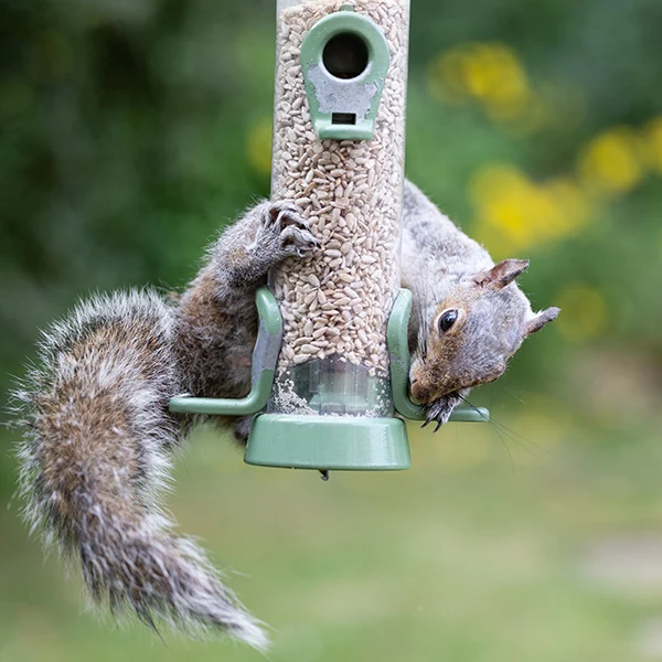 Squirrel crawling on a bird feeder eating the seeds - keep your backyard clear of squirrels with ABL Wildlife Removal in Portland, OR