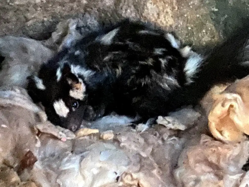 Civet cat hiding in home - civet and skunk removal by ABL Wildlife Removal in Portland, OR