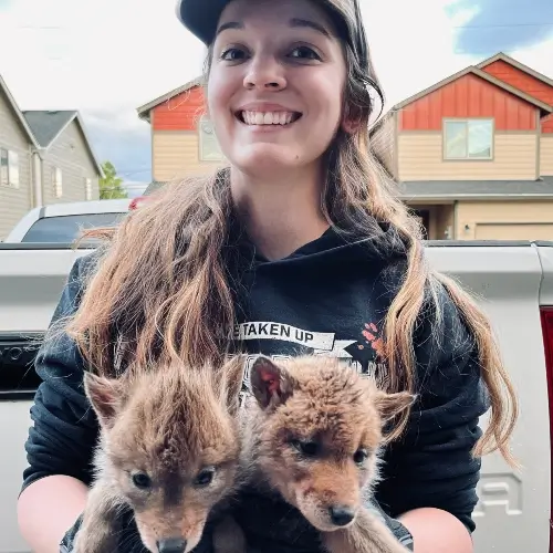 Anna Loyd, owner of ABL Wildlife, safely removing baby coyotes in the Portland OR metro area