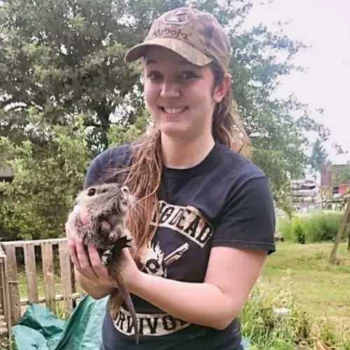 Humane muskrat removal in the Portland OR metro area by ABL Wildlife