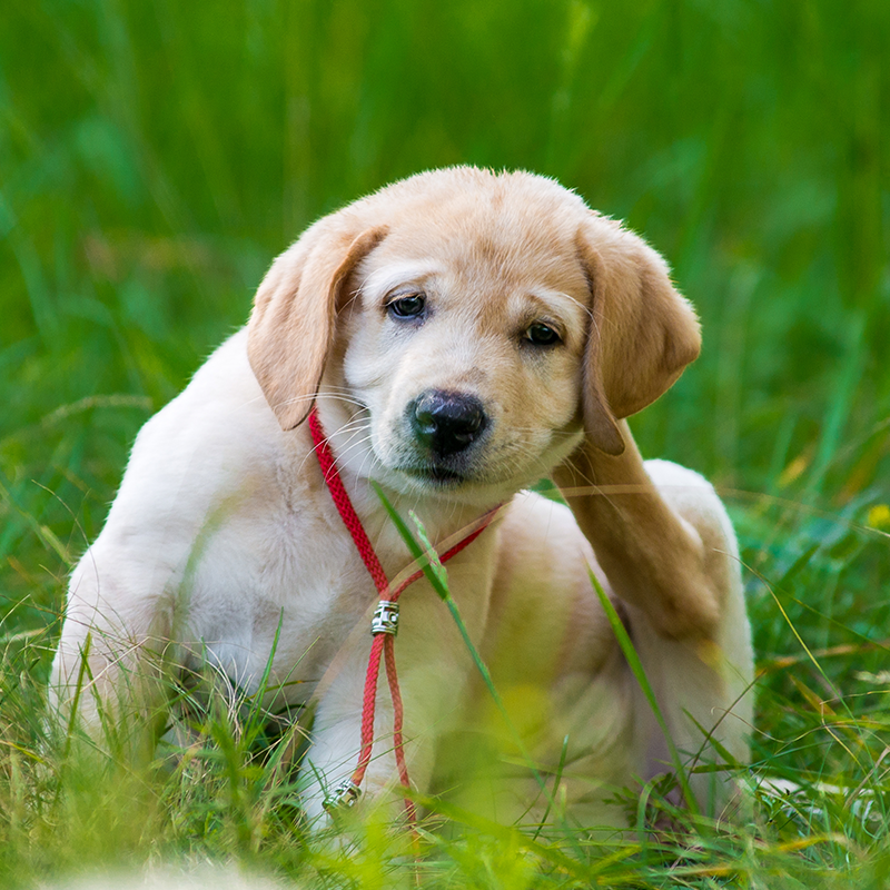 Fleas biting dog with ABL Wildlife in Portland, OR