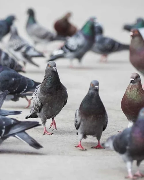 Pigeons on a sidewalk - Bird removal by ABL Wildlife in Portland, OR