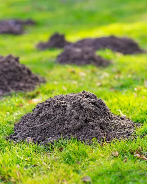 Dirt piles caused by mole digging in a yard - keep your lawn nice and get rid of moles with ABL Wildlife Removal in Portland, OR