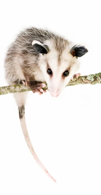 Opossum balancing on a tree branch - remove pests with ABL Wildlife in Portland, OR