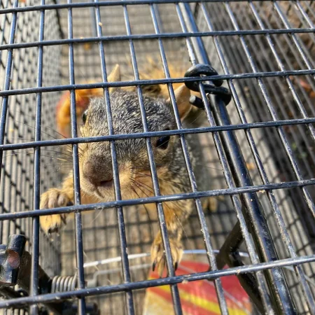 A squirrel caught in a trap by ABL Wildlife in Portland, OR
